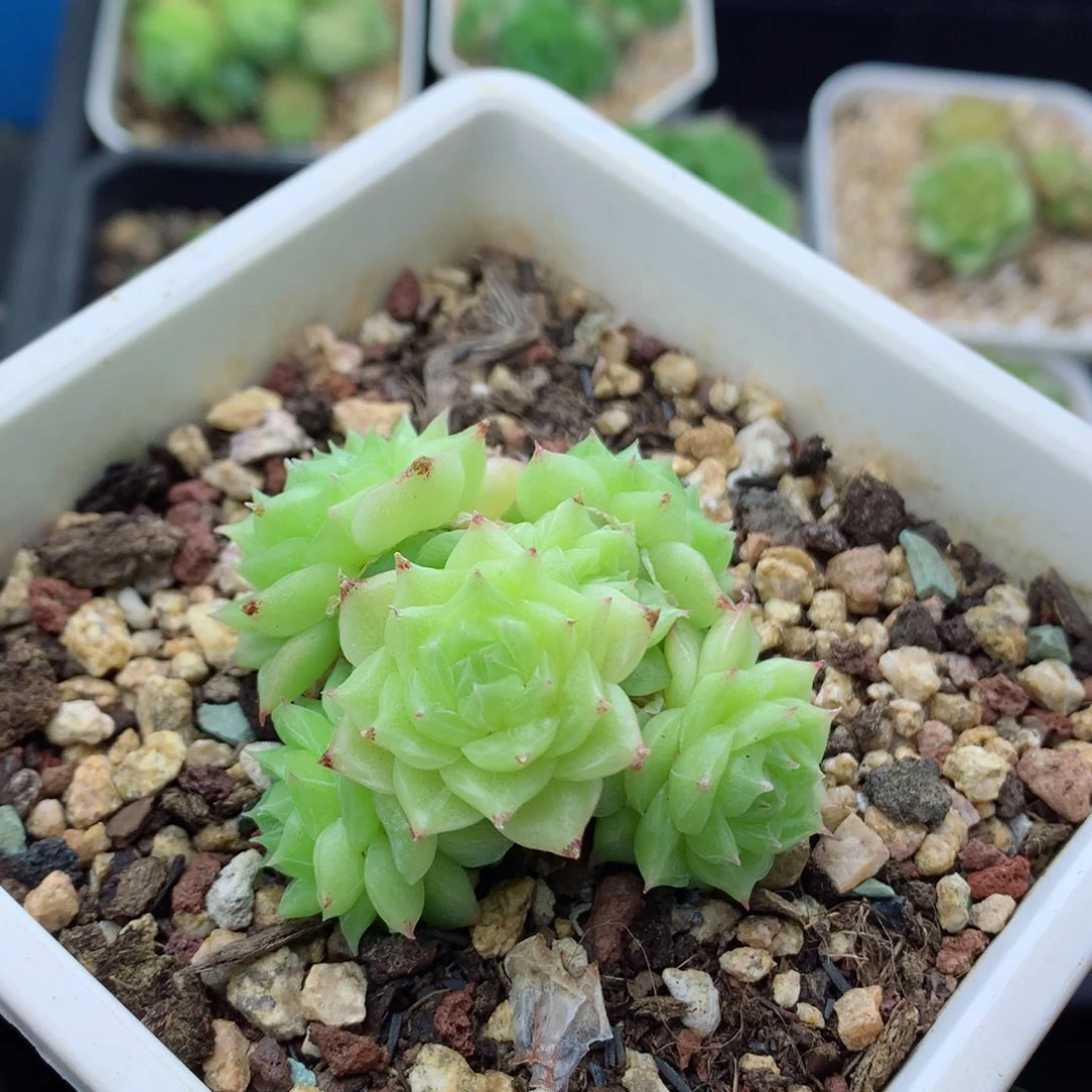 58包邮  群生不包整麦秆群28