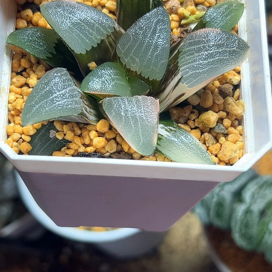 实生克锦十二卷多肉植物