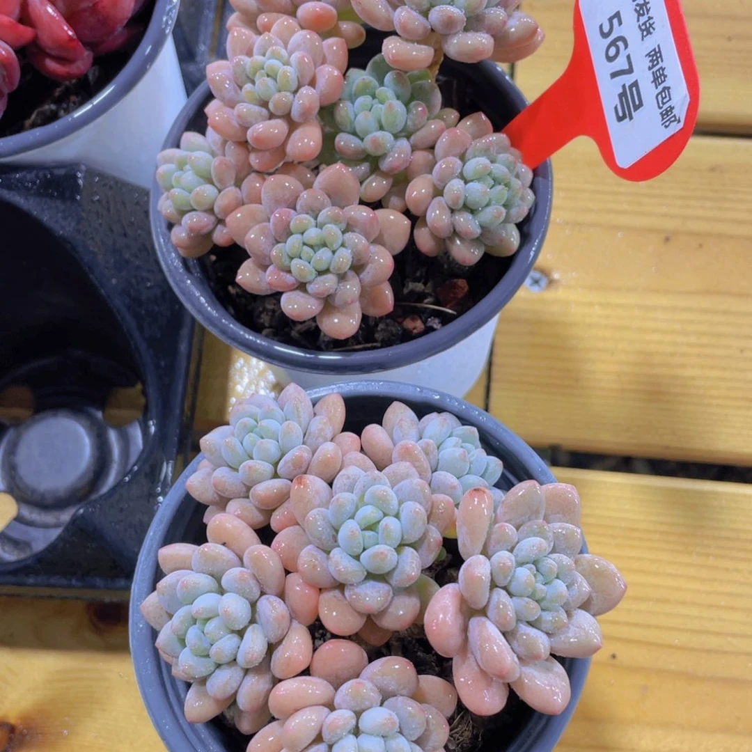 567号 老桩鱼子酱多头群一个