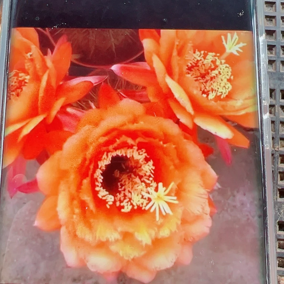 毛花柱vR11侧芽 20 包邮