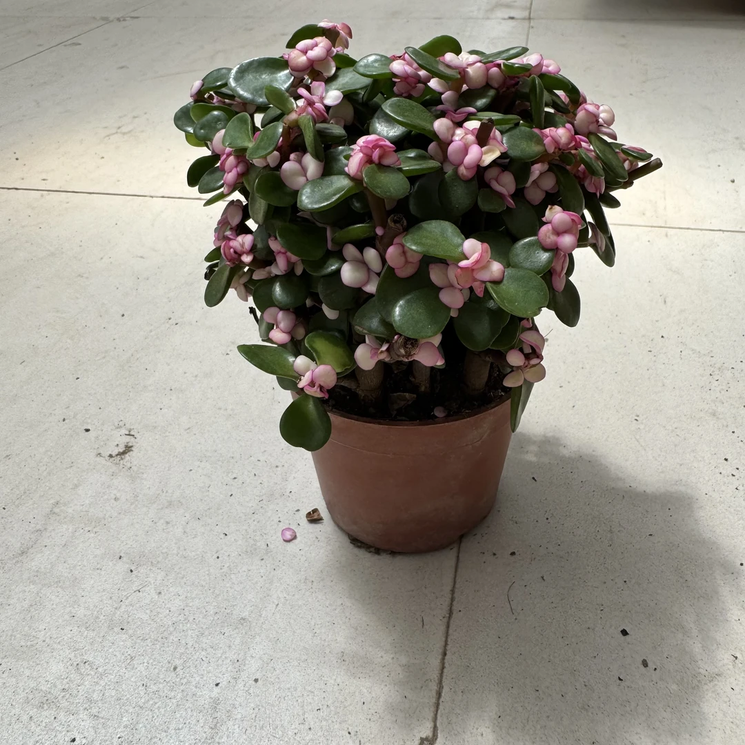 两盆金枝玉叶。室内盆栽植物