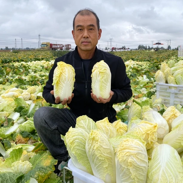 【现摘现发】霜打霜冻新鲜时令黄心娃娃菜甘甜小白菜原产地露天蔬菜