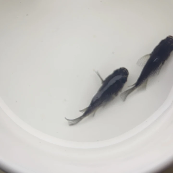 海水鱼大蛇球球21号