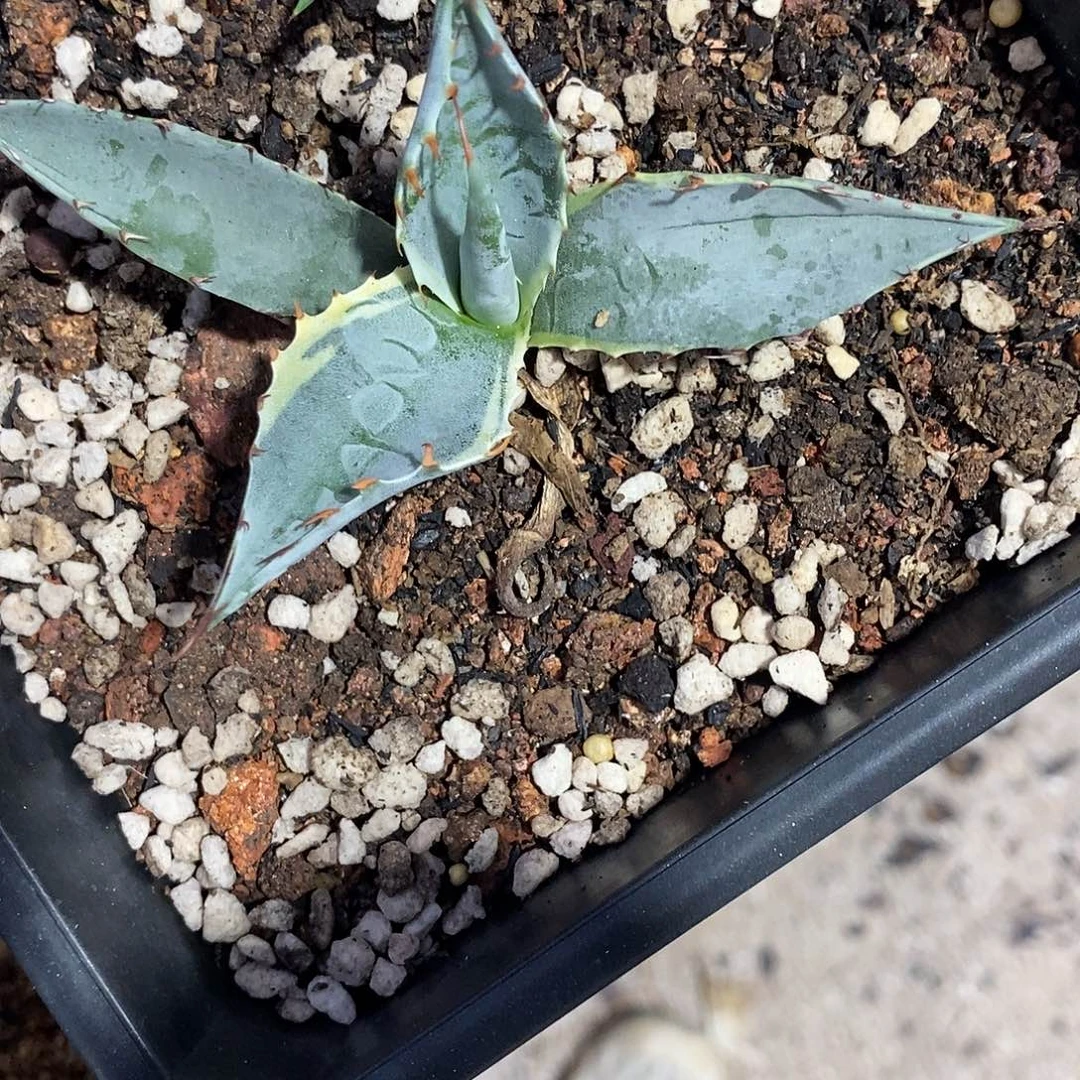 海洋之星龙舌兰小苗