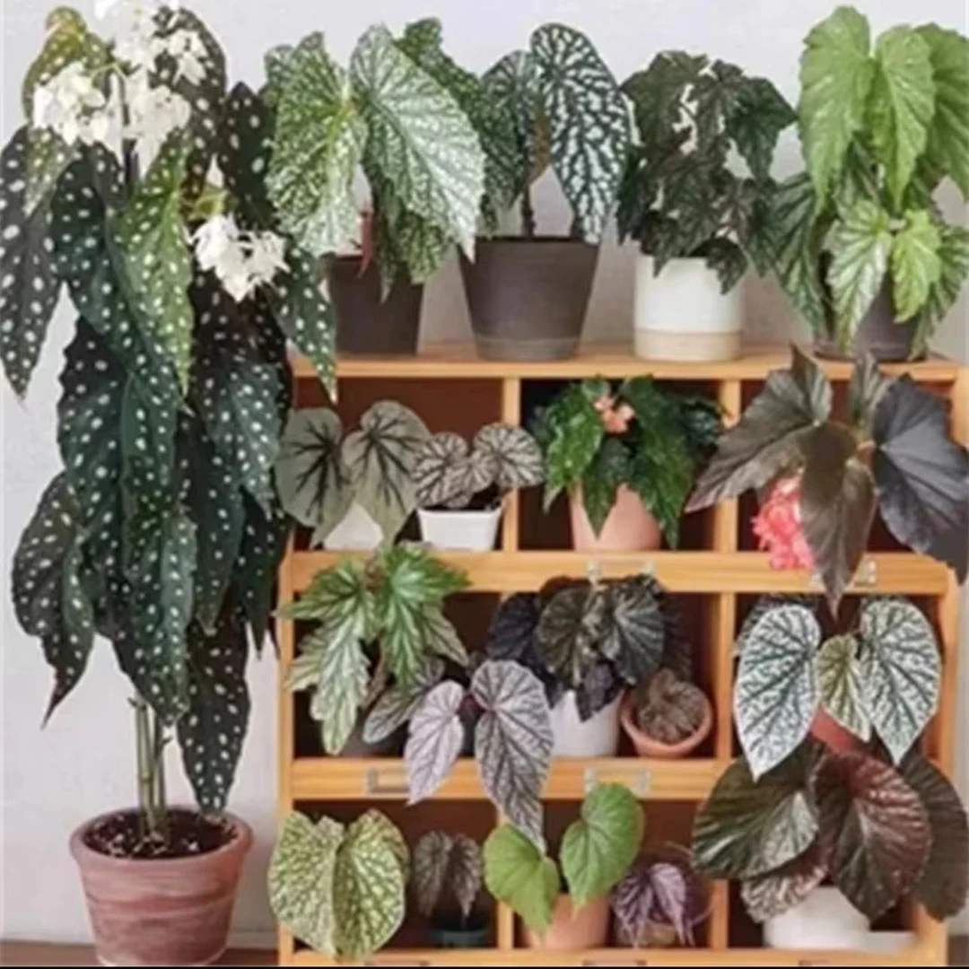 5号秋海棠直播间下单室内高档绿植盆栽