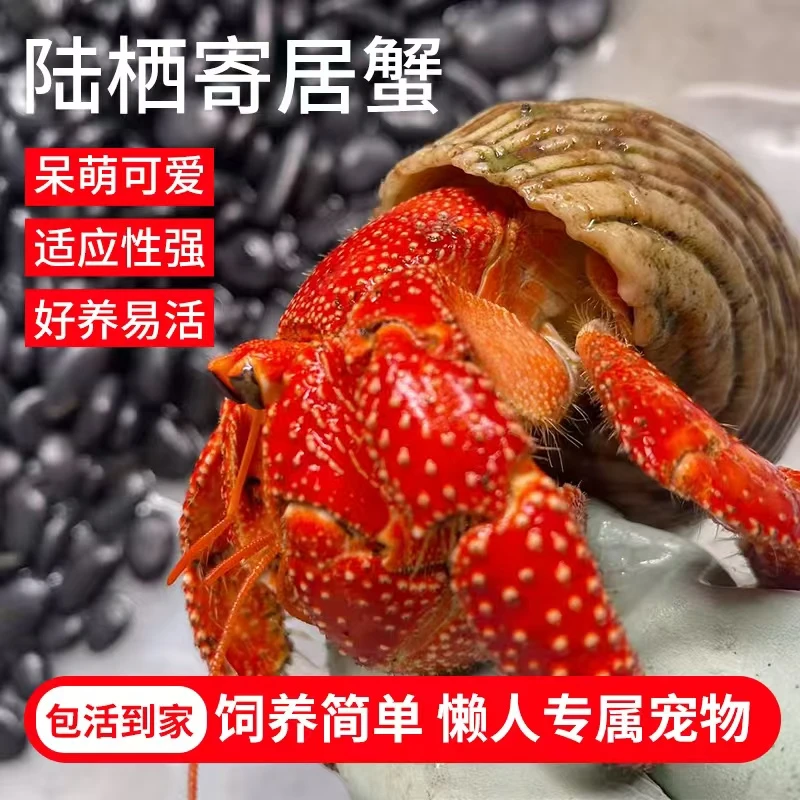 宠物寄居蟹，直播一物一拍专拍（私拍随机发送！！！）