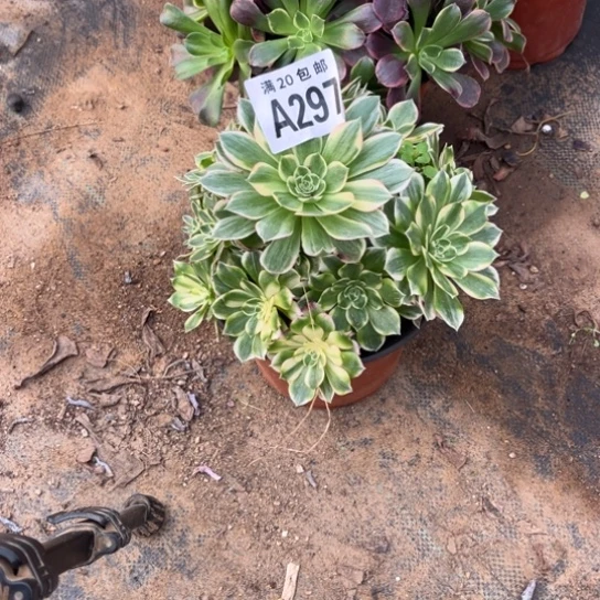 297海王法师不包断枝