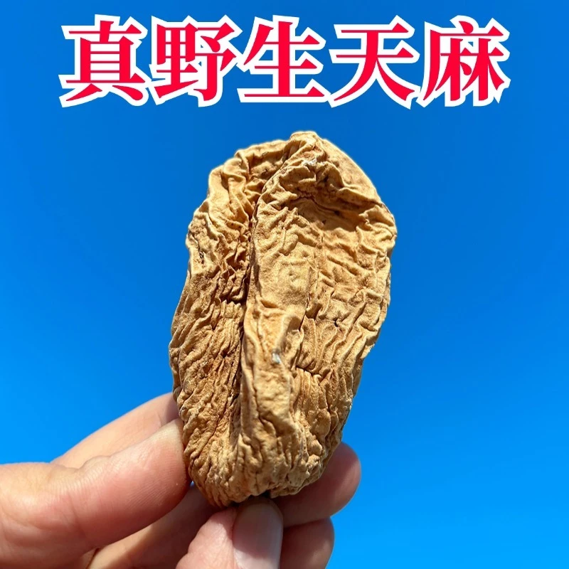 藏区正宗野生天麻干货特好级别高阿坝州丹巴县正品中药材昭通生麻