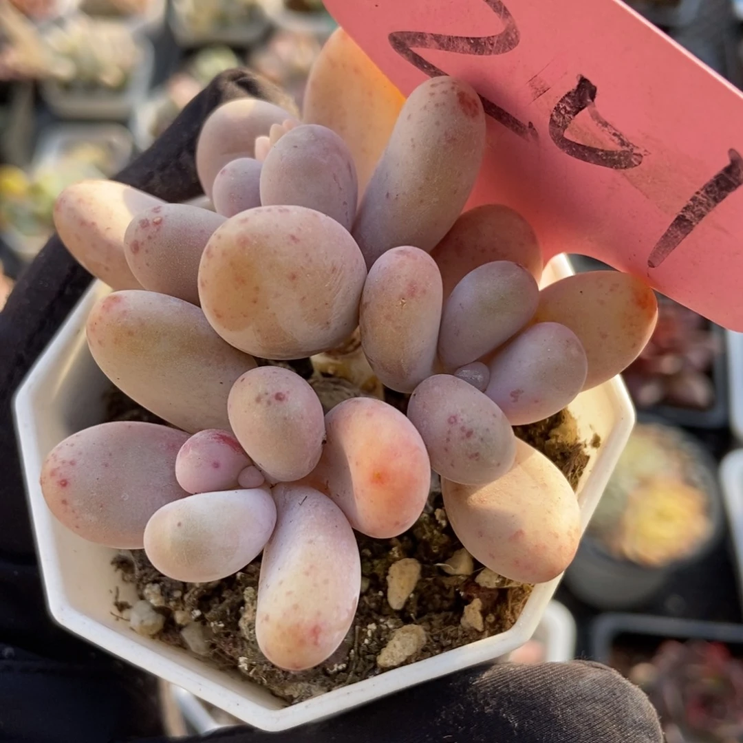 201彩虹奶多肉植物