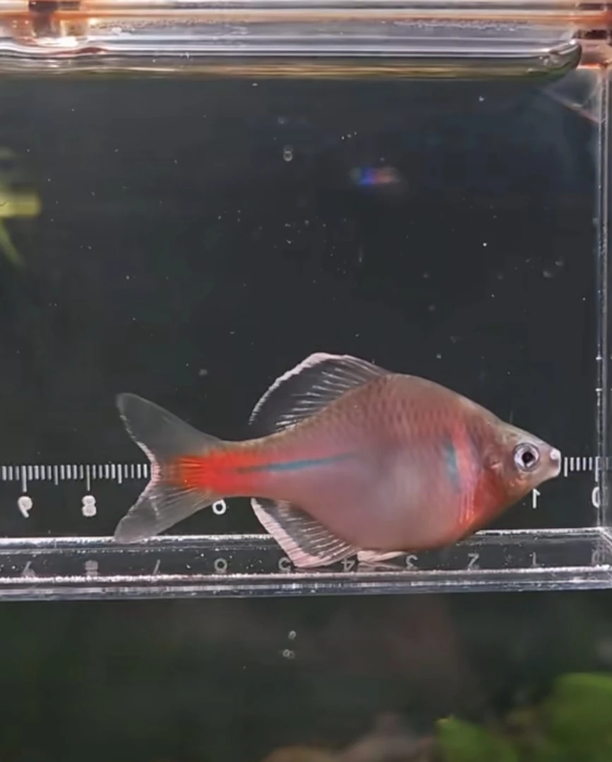 红腹白边白边鳑鲏 江西白边  景德镇白边 鳑鲏鱼 冷水鱼 观赏鱼