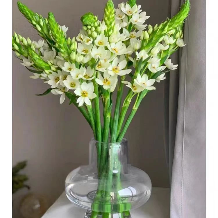 【圣心百合】鲜花水培插花家庭办公云南基地直发包邮小众花材好养护