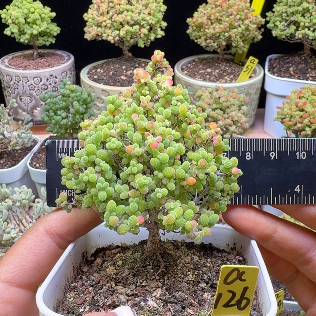 a126后蜜橘冠服7厘米左右