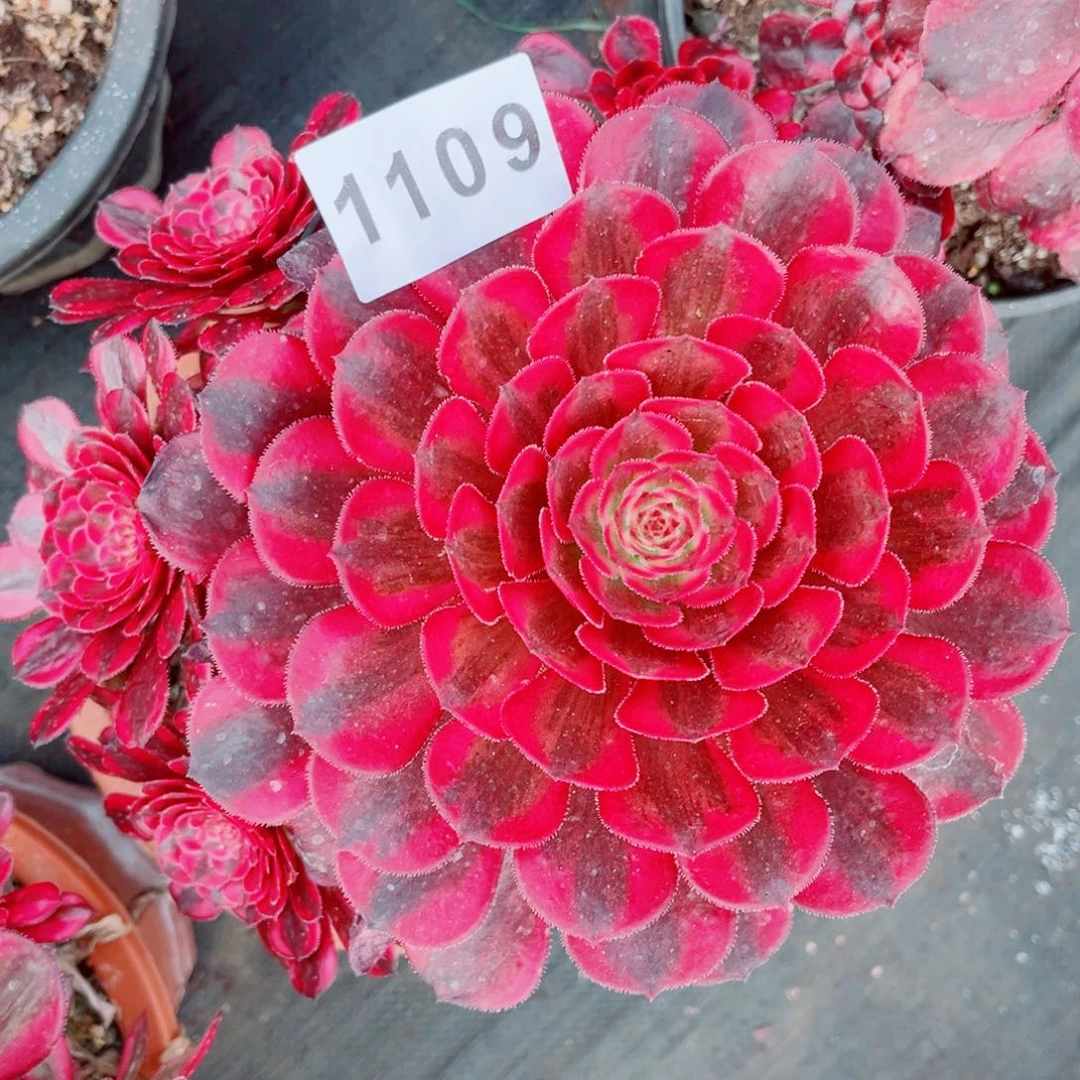 白月光多肉发货发货