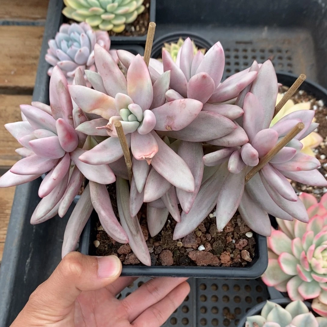 桃花源多肉植物A3458
