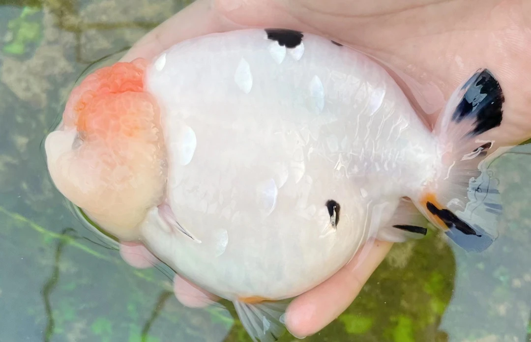 奶牛兰寿金鱼活体冷水观赏鱼好养耐活波妞金鱼