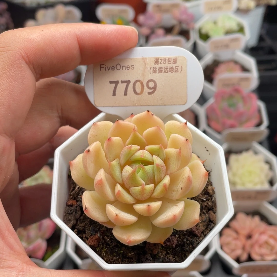 苯巴蒂斯7709-5厘米