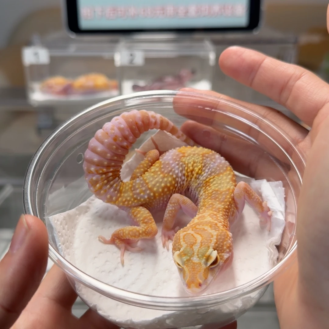 豹纹守宫蜡笔川普妹妹