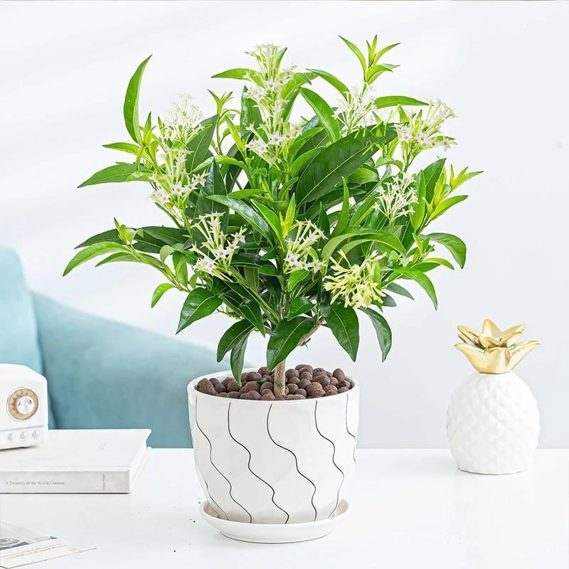 夜来香盆栽室内绿植花卉四季开花易活浓香驱蚊净化空气花