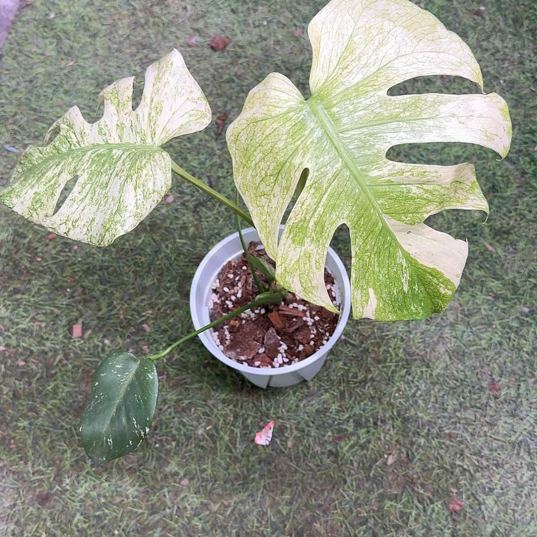 无花朵船*F6白怪兽福利