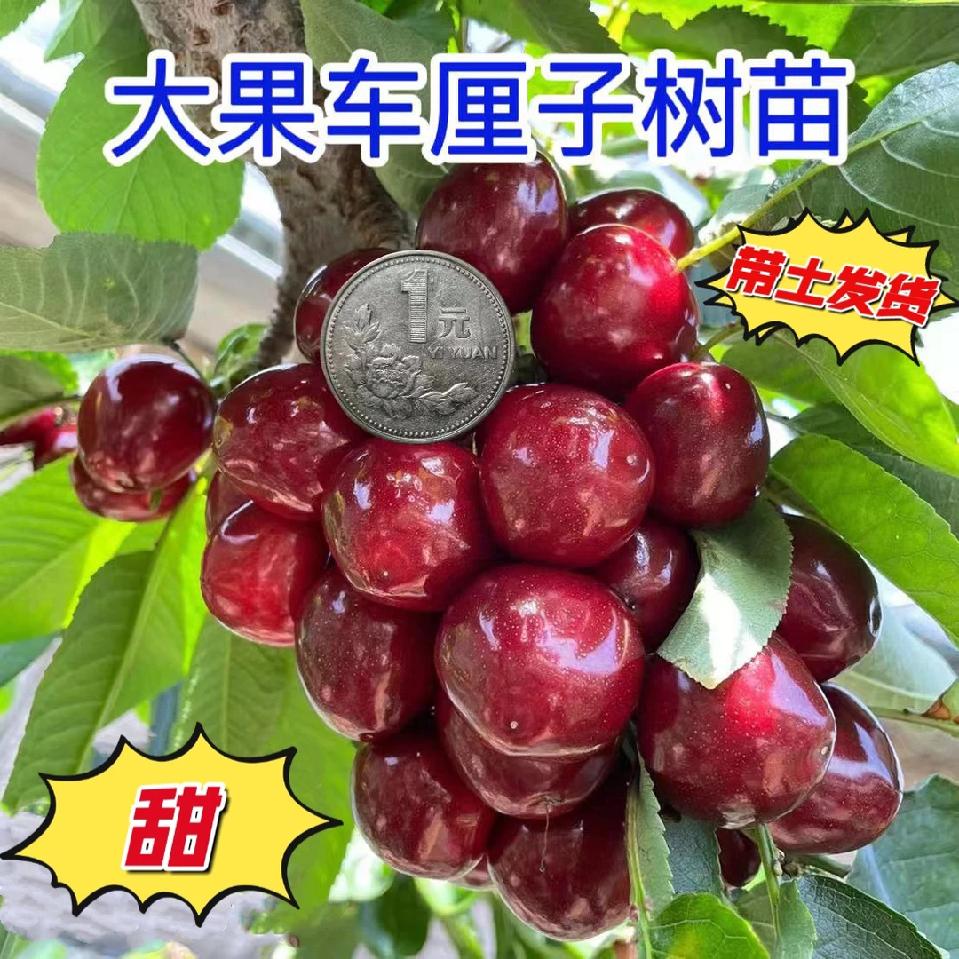 车厘子大樱桃树苗原盆原土带叶发货