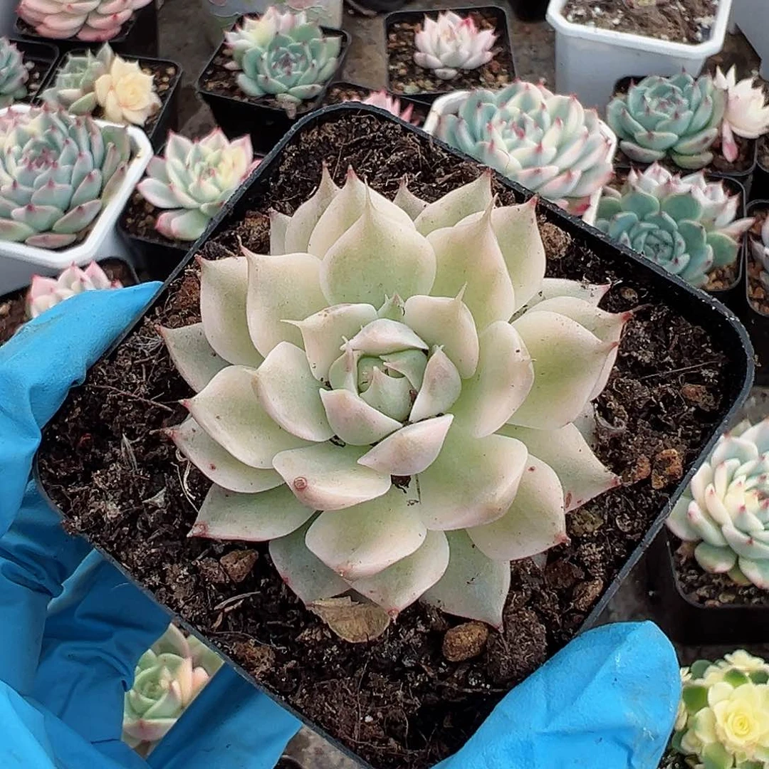 玛格丽特锦，覆轮锦