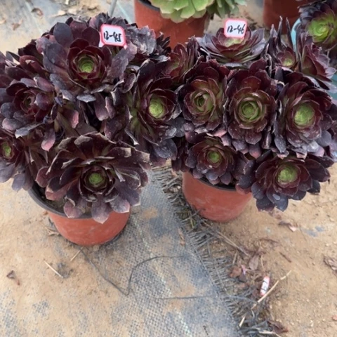 12-45。46赤焰莲朵朵2多肉植物