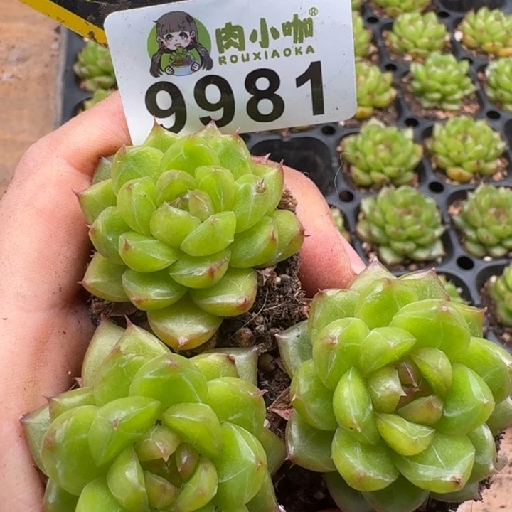 当前无花朵，栽培后可花朵多肉植物多肉植物