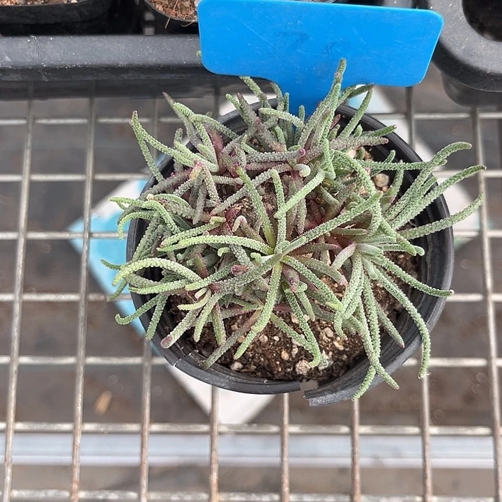 我也不知道我为什么要这样