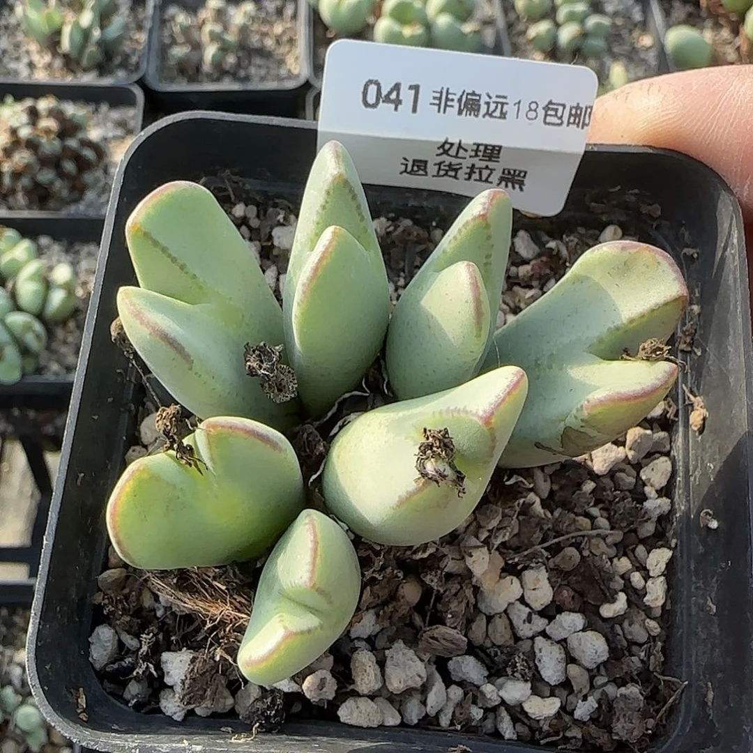 041号，清将，18包邮