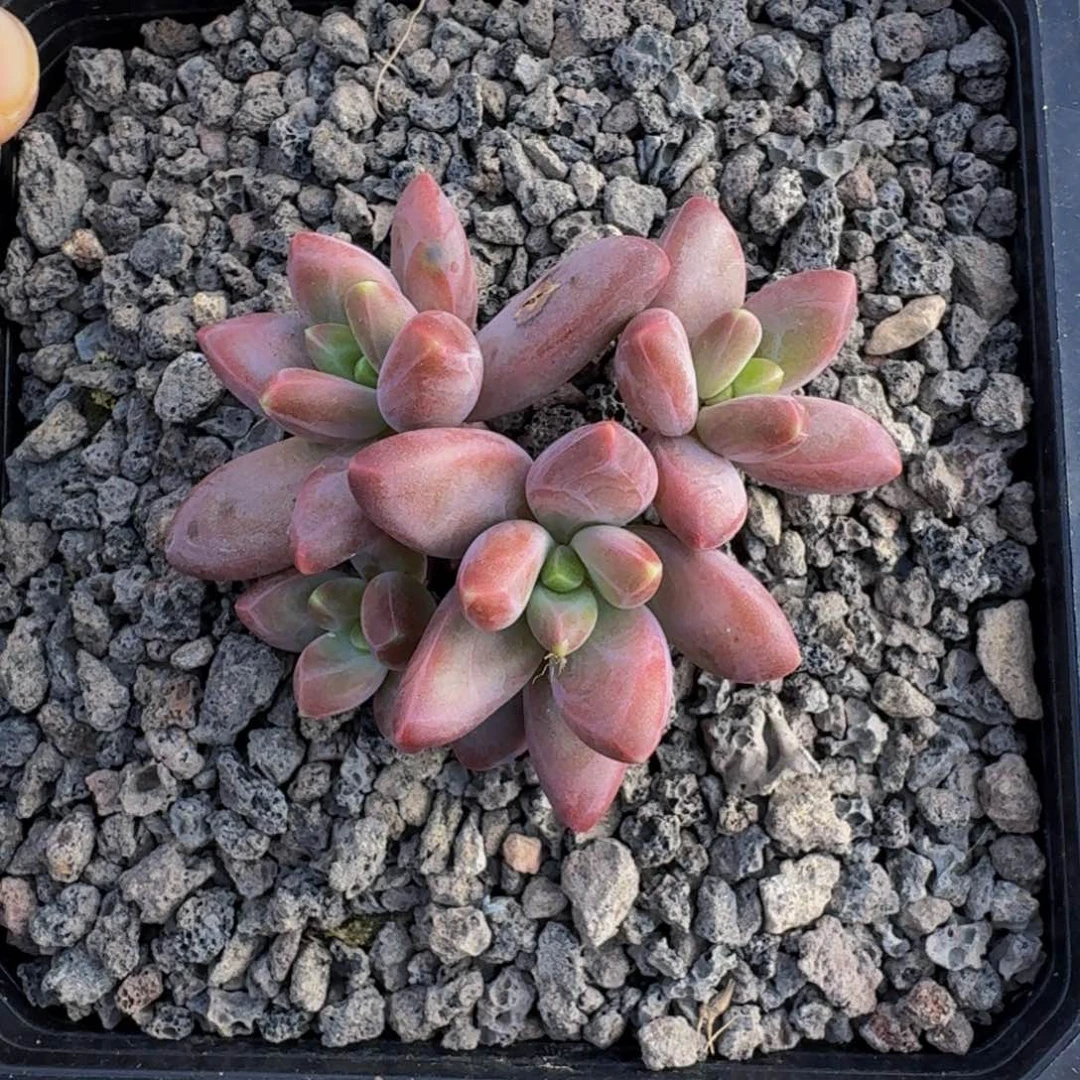 美人杂交  一物一拍