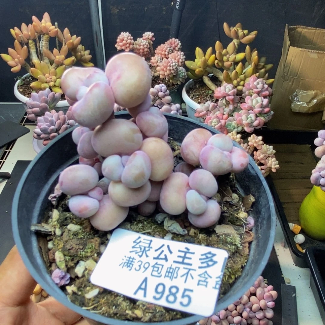 985腰子桃蛋多肉有砍