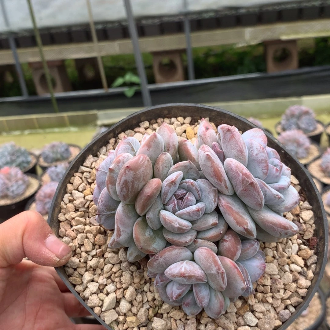 无花朵哈哈哈哈哈哈哈哈1414
