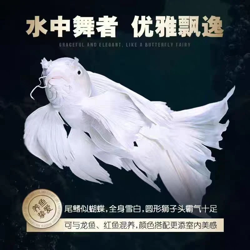蝴蝶鲤鱼11-13精品台系蝴蝶鲤观赏鱼养殖养活发货好养混养好活