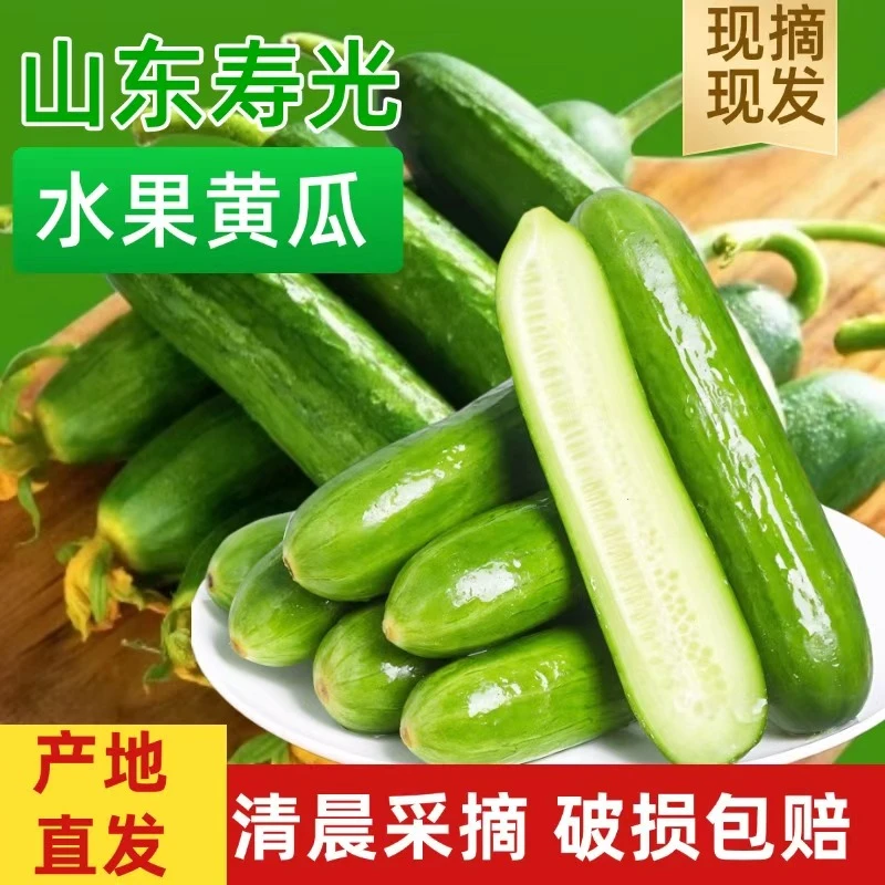 山东寿光精品水果黄瓜新鲜采摘现摘现发清脆爽口多汁