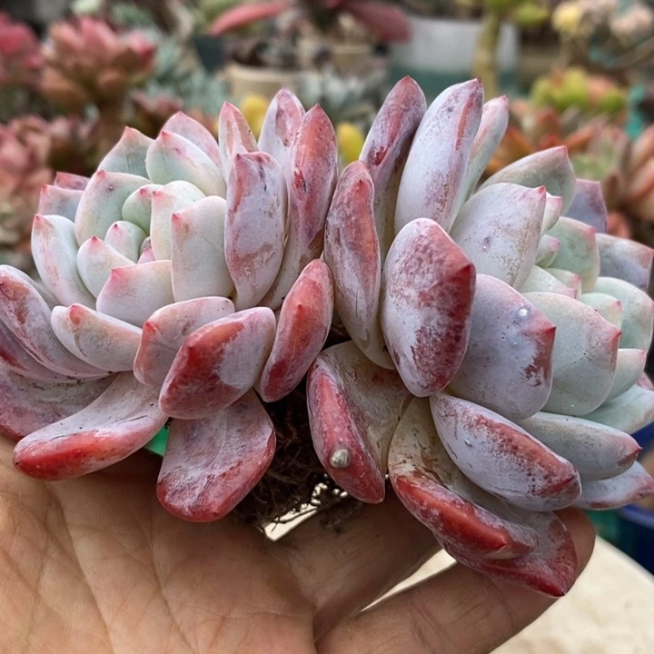 老桩梦露杂整装无砍多肉