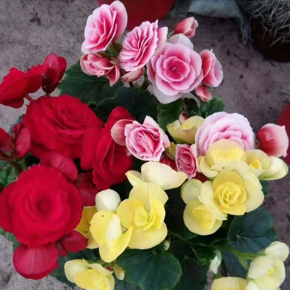 丽格海棠花盆栽带花发货美观客卧室阳台花卉盆栽四季开花好养易活