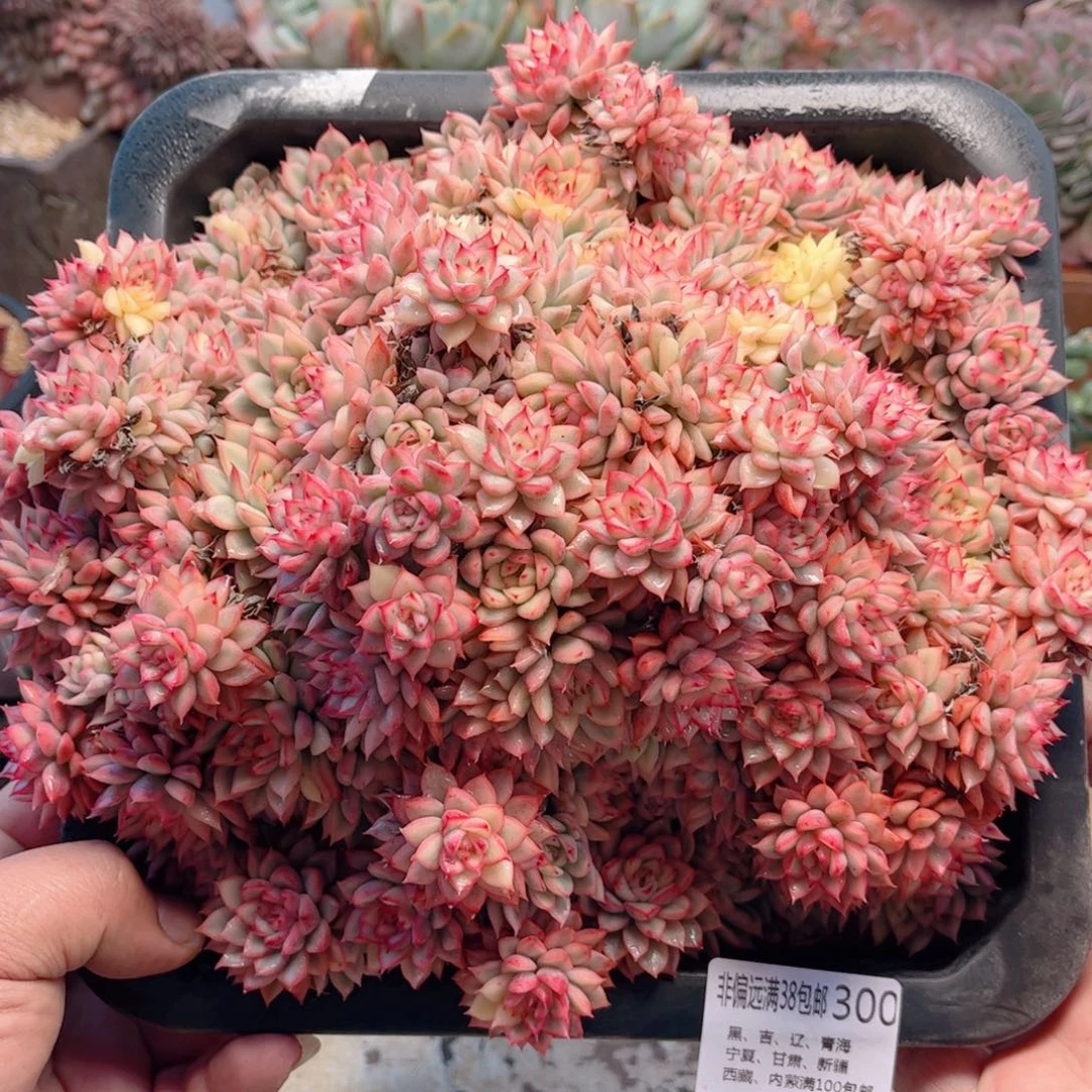 300女雏锦德华多肉