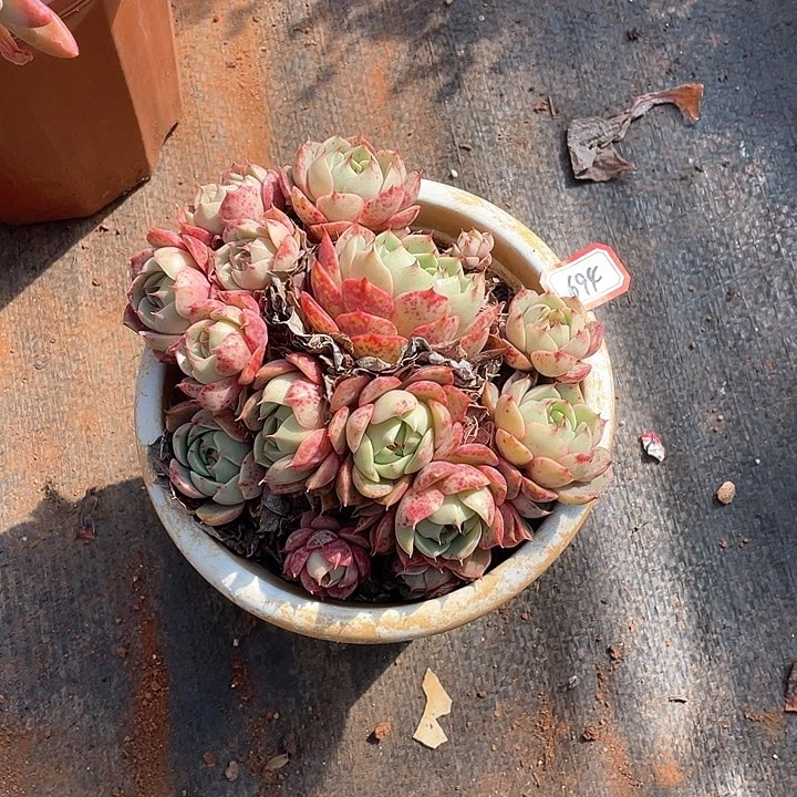 694苯巴蒂斯 一物一拍多肉