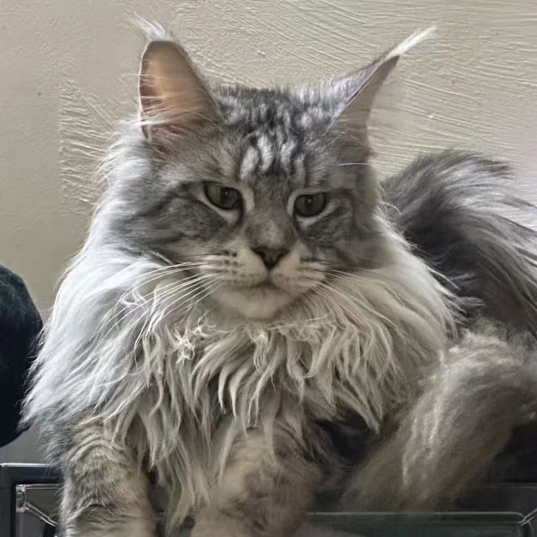 【喵趣缅因猫专拍链接1】纯种血统级大型霸气棕虎斑银虎斑烟灰