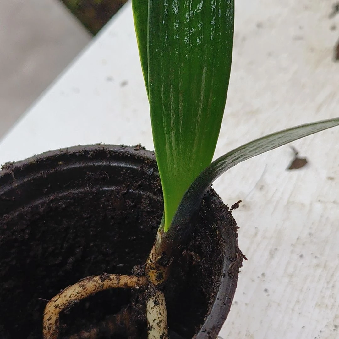 蜘蛛侠君子兰基地组织了