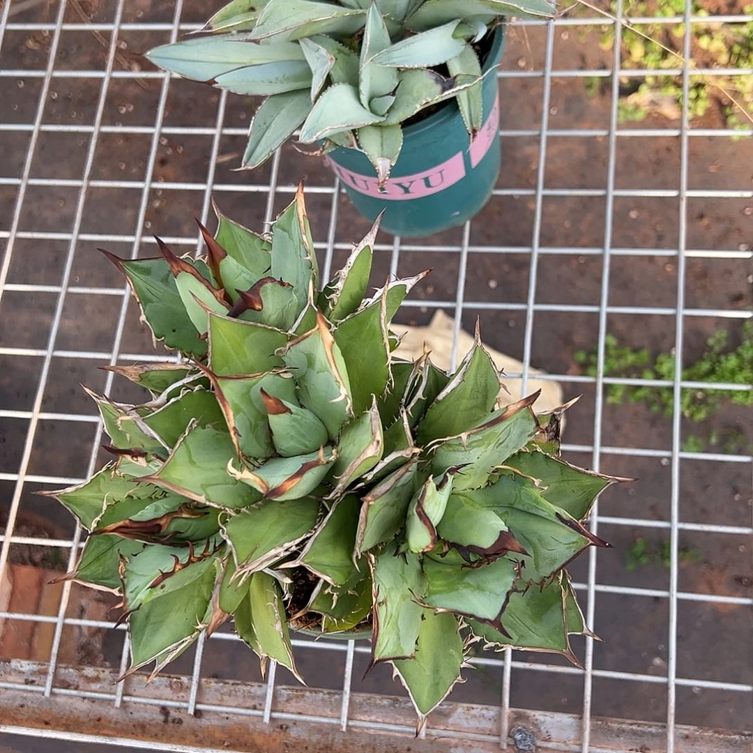 精品龙舌兰一物一拍