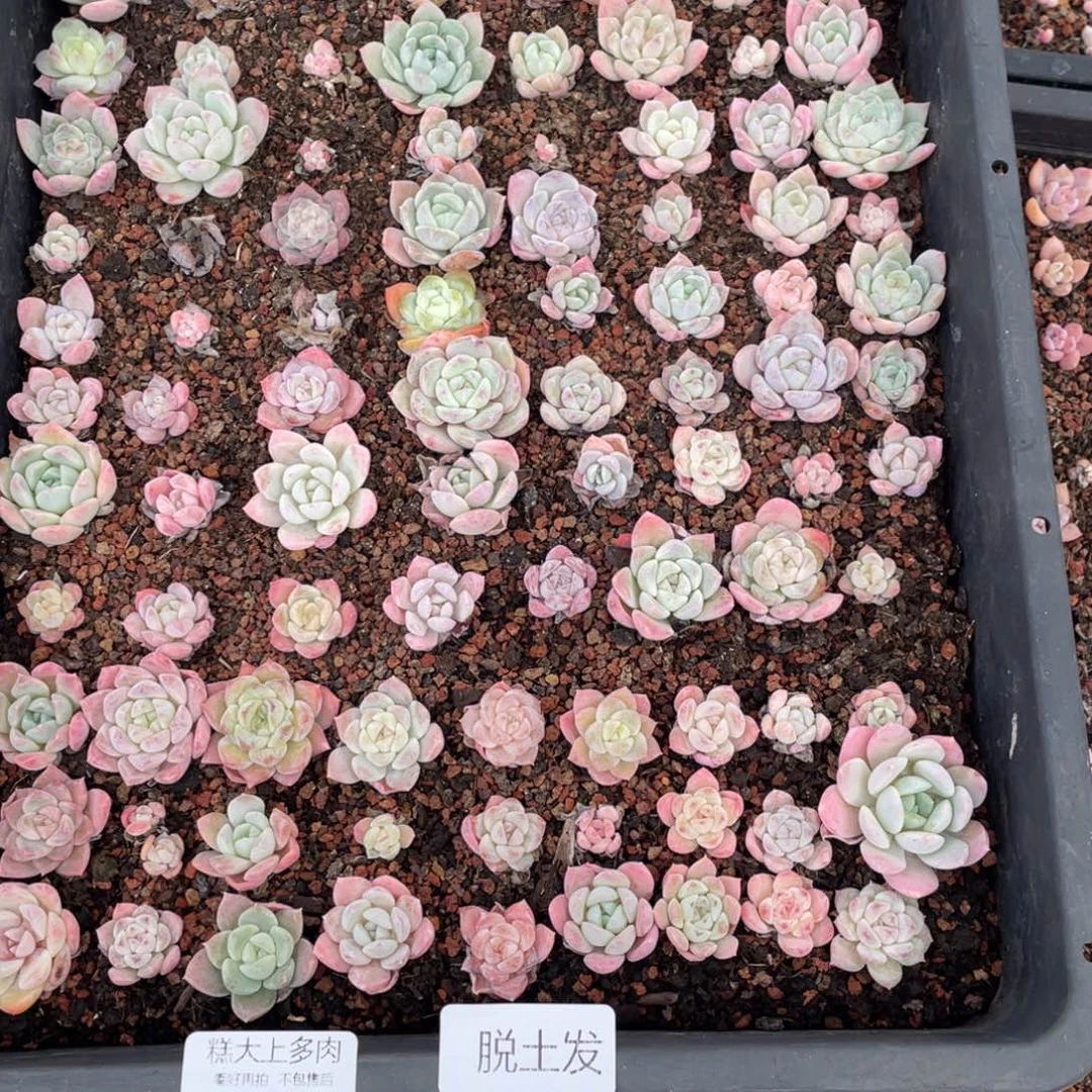韩***菲糕大上多肉植物223