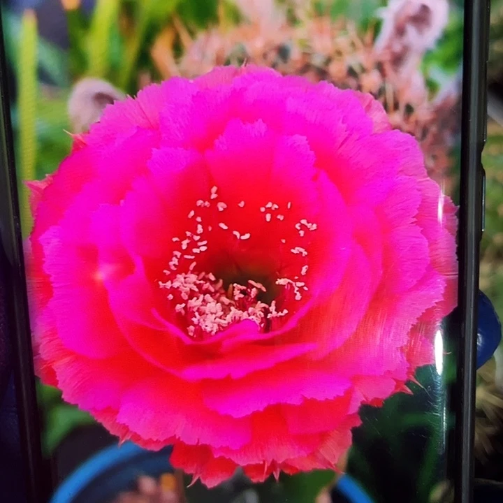 丝牡丹侧芽6公分以上歪满18包邮