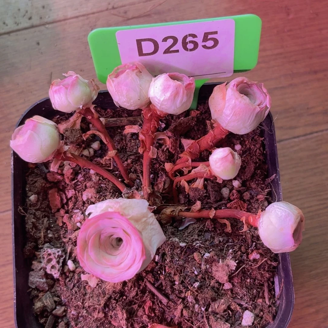 樱桃群一物一拍D265