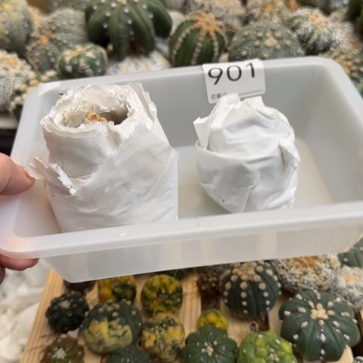 兜星球仙人球901号