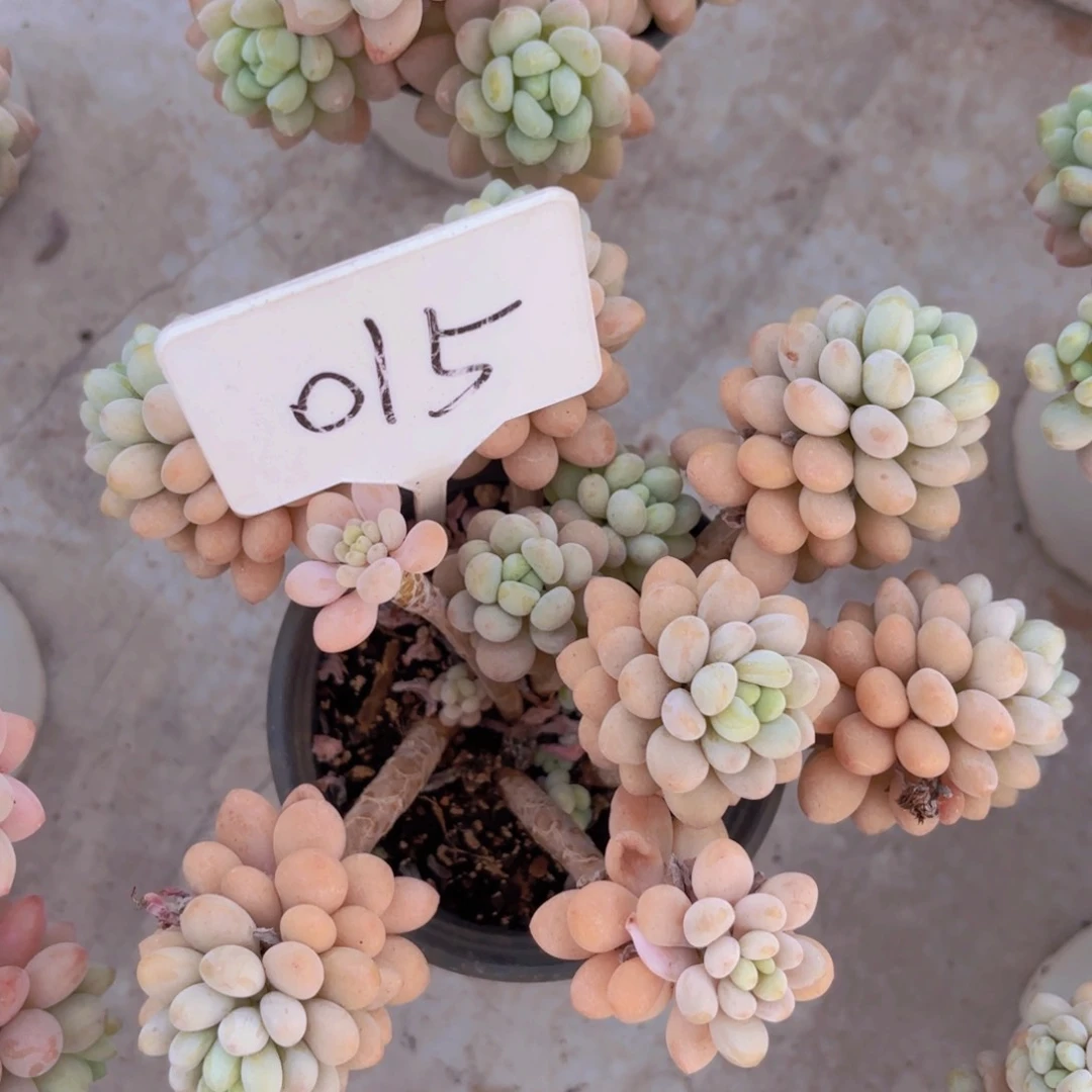 远*方我的小可爱们都好棒