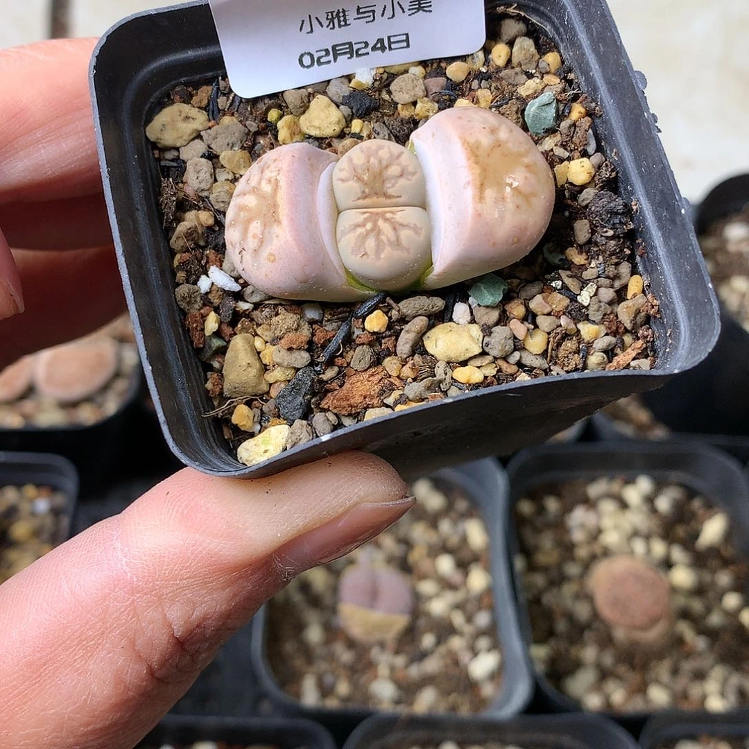 Y06多肉植物保护研究所