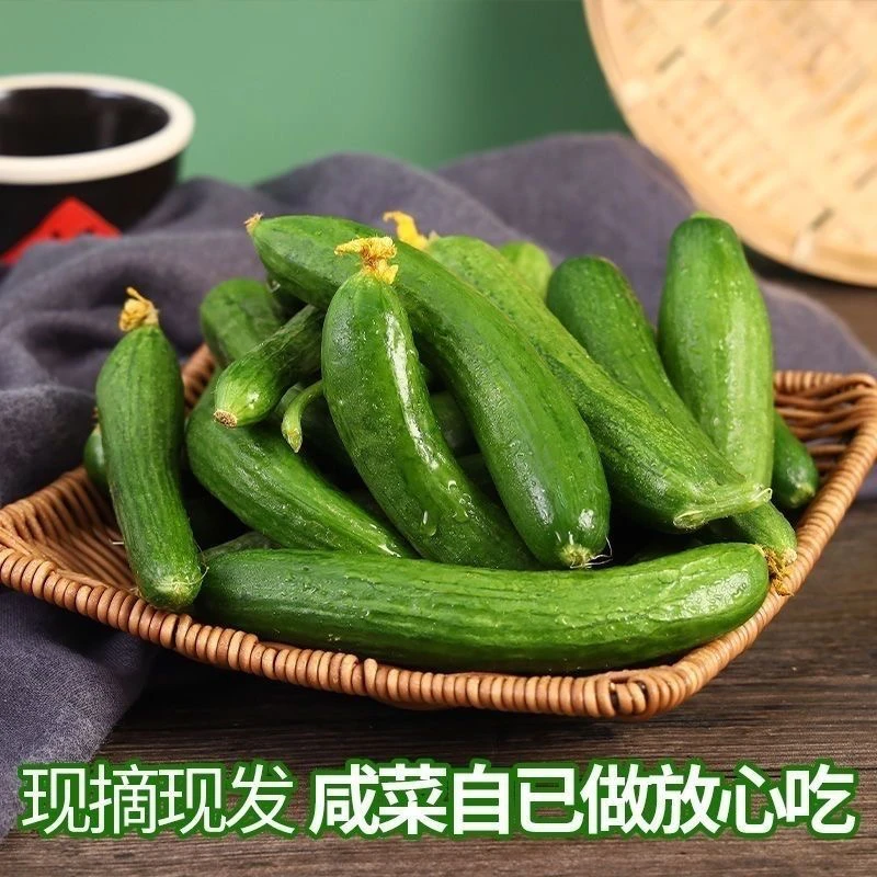 小黄瓜头黄瓜扭新鲜扭手工腌制专用嫩黄瓜仔嫩黄瓜包邮小青瓜