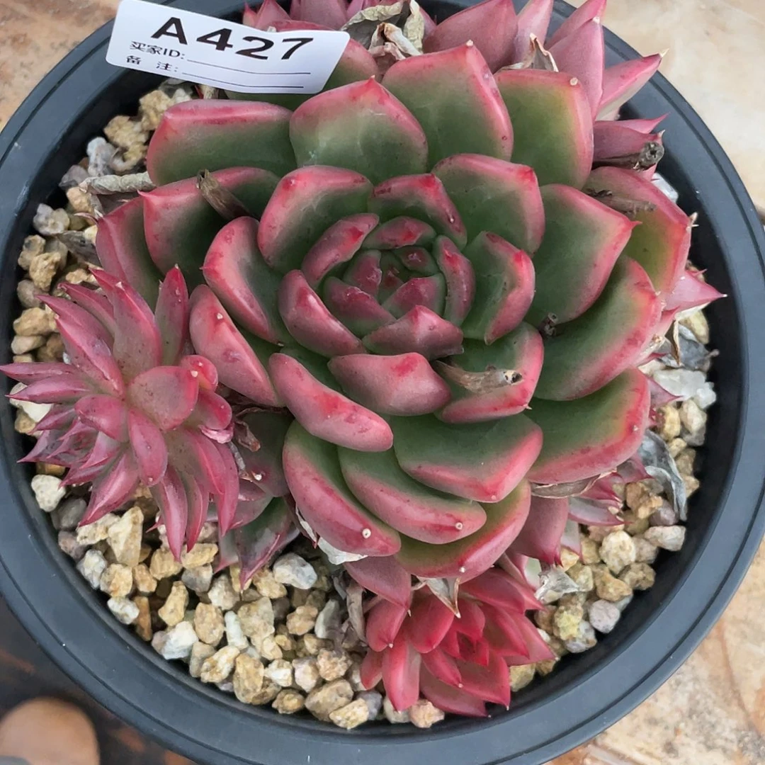 若如东云单拍A427