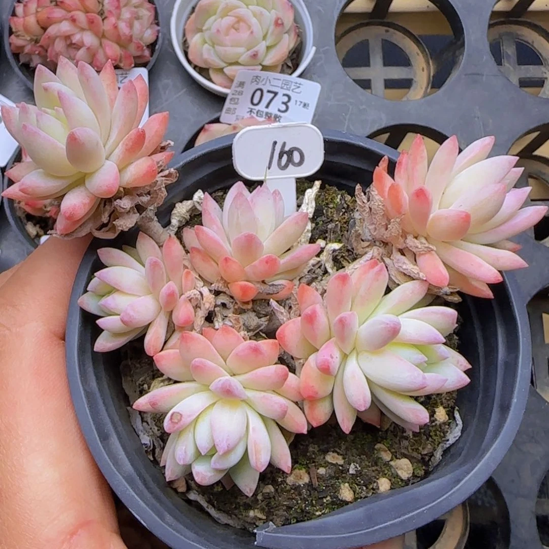 白***水树冰优选精控一颗